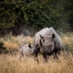 South Africa safari rhinos