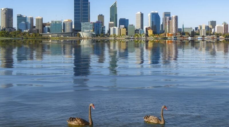 Swan in the river and Perth city on background, Australia