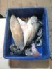 FishInBali.jpg