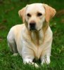 Dog.jpg Dog.jpg