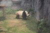 Panda.jpg