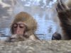Snow monkeys.jpg