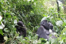 gorillas.jpg
