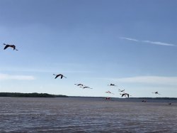 3759DE47-C6F6-45E2-A546-8305F790ABC8.jpeg