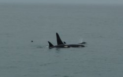 2-P1030058 orcas.JPG