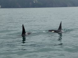3-P1030127 2 whales Resurrection Bay.JPG