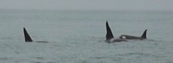 P1030053 Killer whales at play.JPG