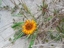 DSCN4094 (2).JPG