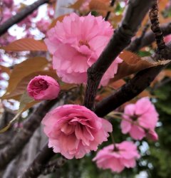 IMG_0157.JPG