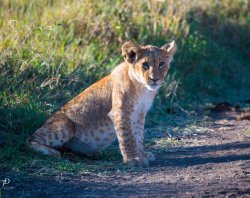 20180915- safari-143.jpg