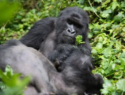 20180919- safari-527.jpg