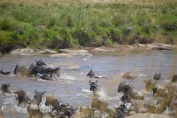 20180925- safari-113.jpg