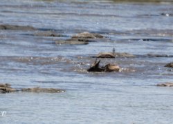 20180926- safari-207.jpg