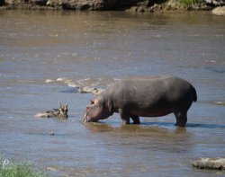 20180926- safari-549.jpg