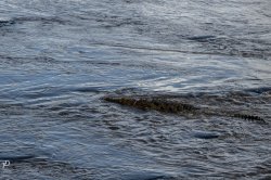20180926- safari-99.jpg