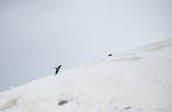 20190110- Ant-130.jpg