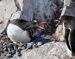 20190112- Ant-309.jpg