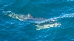 Kaikoura-51.jpg