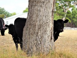 Cow.JPG