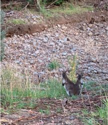 Roos.JPG