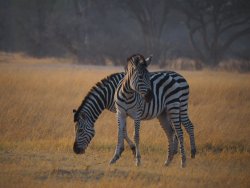 IMG_1331.jpg
