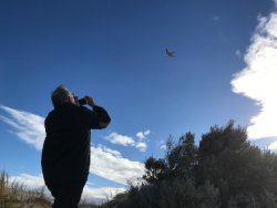 Hawk2.jpg Hawk2.jpg