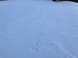 85D74B9C-097B-4E95-BA20-DE88E66074FF.jpeg