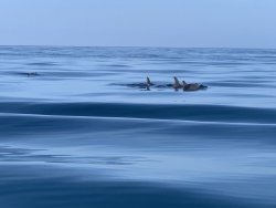 E03381EA-AD10-4A15-9552-81B0D66AB55C.jpeg