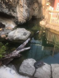 IMG_4238.jpg