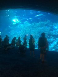 IMG_4257.jpg