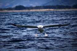 albatross landing.jpg