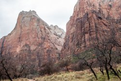 Zion National Park Utah (36 of 118).jpg