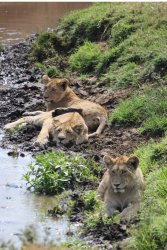 Lion cubs.jpg