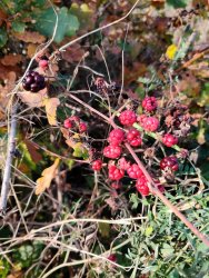 IMG_20201107_104939.jpg