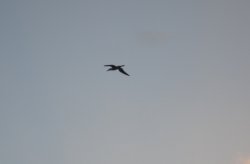 DSC01385.JPG