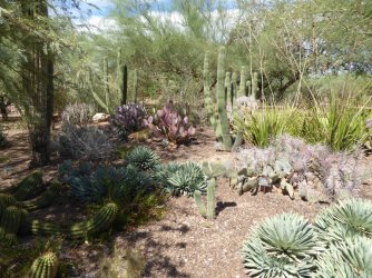 Phoenix desert garden 3.jpg