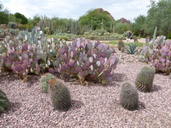 Phoenix desert garden 4.jpg