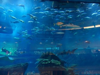mall aquarium.JPG