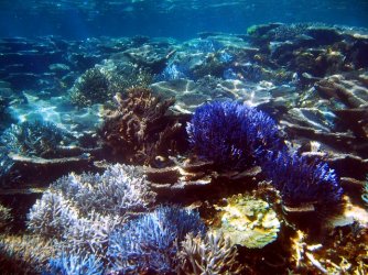 Abrolhos Coral 02.jpg
