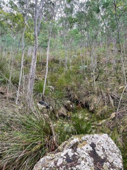 Creek outcrops.jpg
