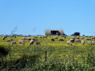 Burra41.jpg
