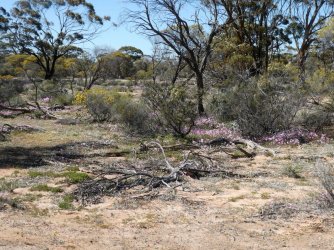 Burra58.jpg