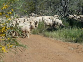 Burra76.jpg