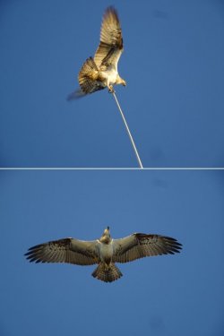 Snip 10.JPG