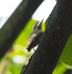 P5291781 (2).JPG