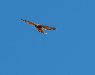 P7157883 (2).JPG