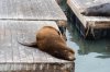 Seal at Fisherman's wharf.jpg