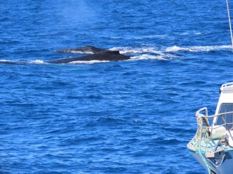 Cruise day 5 whales and dolphins (50).JPG