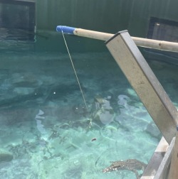 17 Croc feeding.PNG