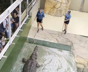 18 Big croc feeding.PNG